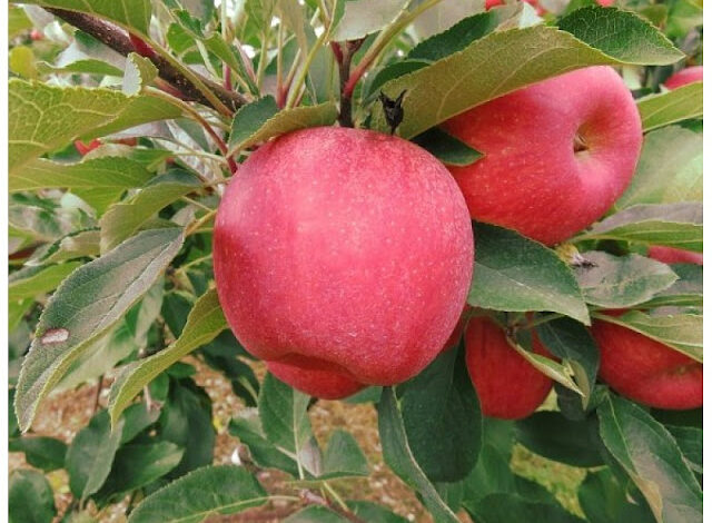2. Μήλα Κόκκινα (malus Domestica) 800x600